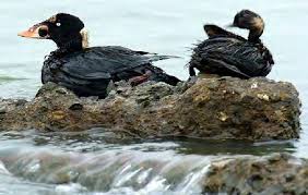 Surf scoter impacted by the Cosco Busan oil spill