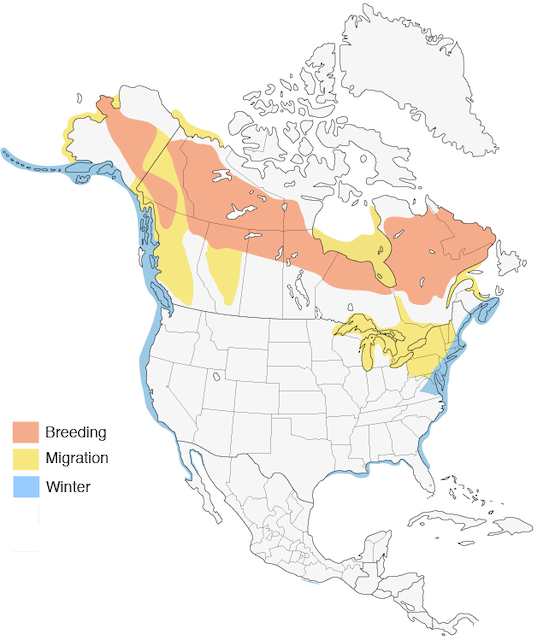 Surf Scoter Distribution