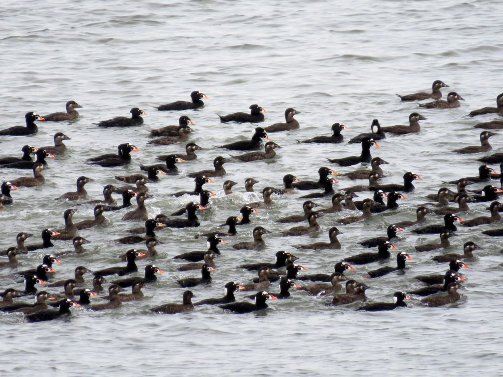 Flock of Surf Scoters