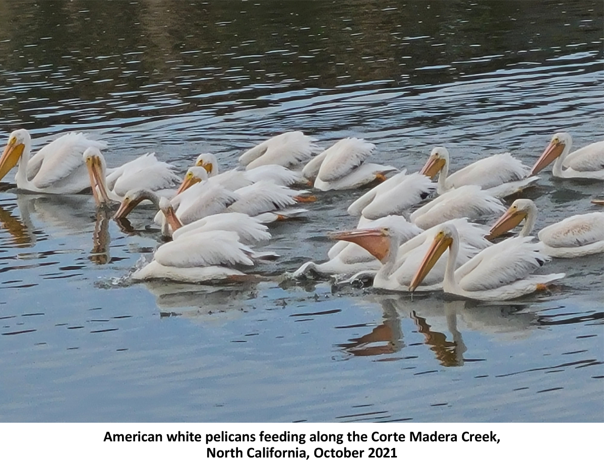 The American White Pelican