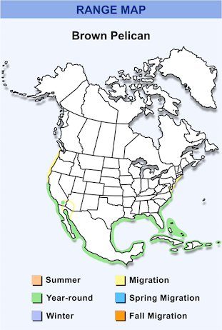 American brown pelican distribution