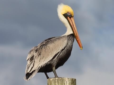 American brown pelican