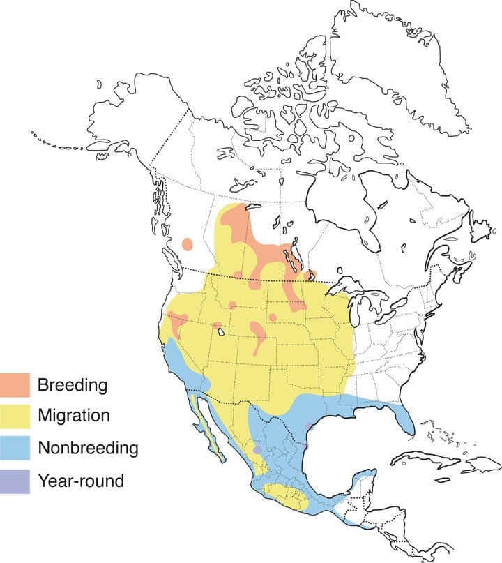 American white pelican distribution map