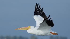 American white pelican in flight