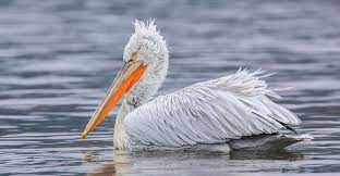 Dalmatian pelican