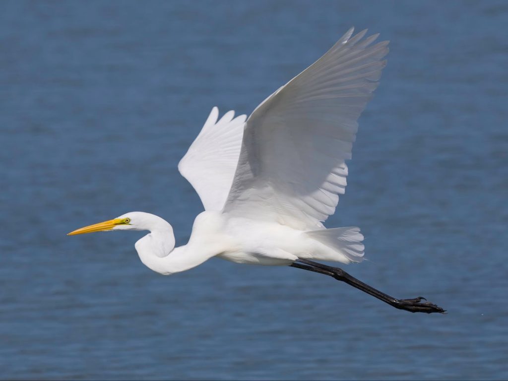 great white egret