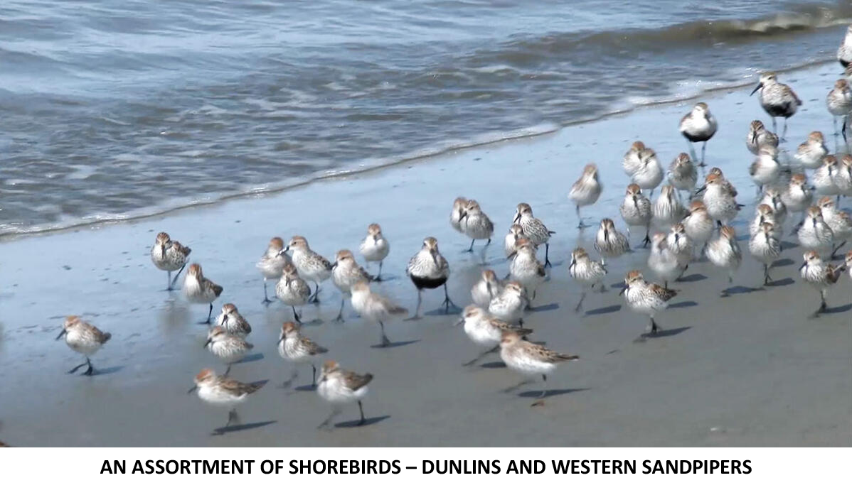 Identifying Shorebirds