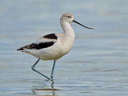 American avocet