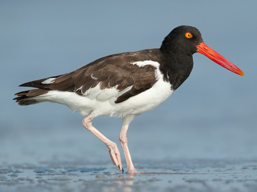 American oystercatcher, a family of shorebirds