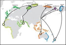 Bar-tailed godwit migration map