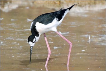 Black-necked stilt image