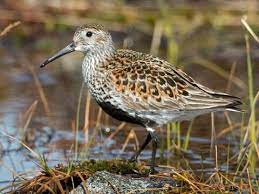 Dunlin - breeding season