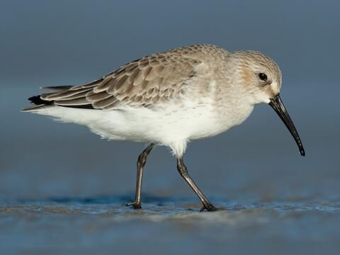 Dunlin in winter