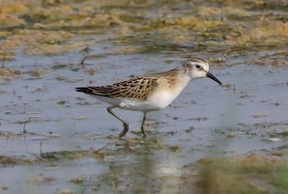 Little stint at Spurn wetlands