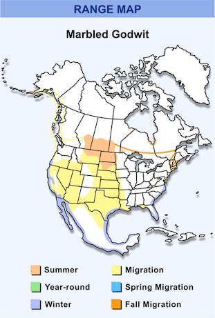 Migration map for shorebirds