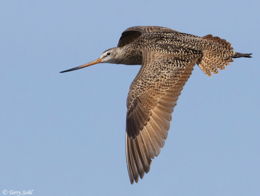 North American marbled godwit