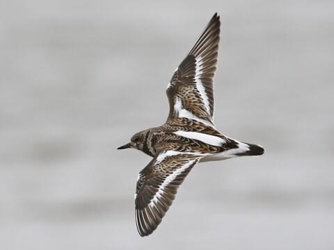 Ruddy turnstone in flight