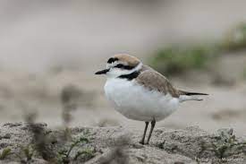 Snowy plover, a family of shorebirds