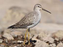 Stilt sandpiper