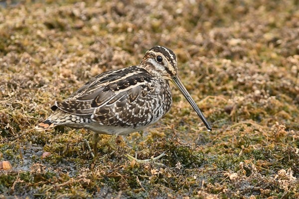 Wilson's snipe