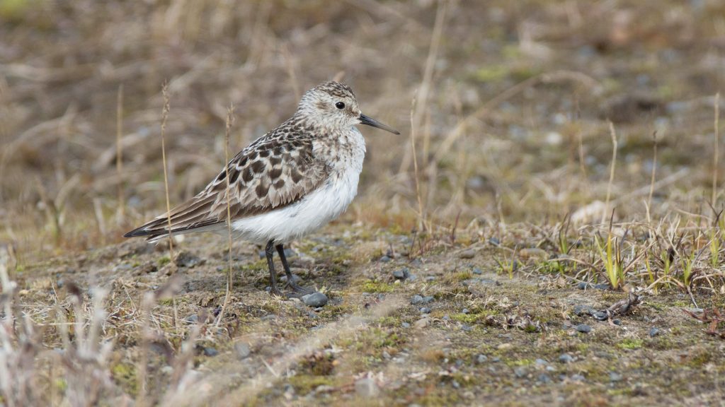 baird's sandpiper, a family of shorebirds