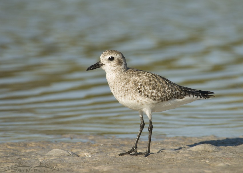 black-bellied-plover