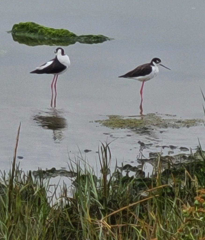 black-necked stilts, a family of shorebirds