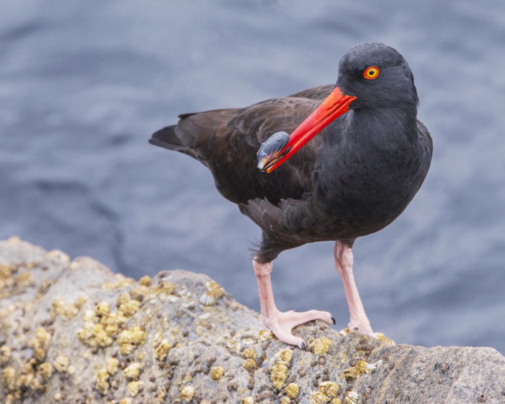 black oystercatcher