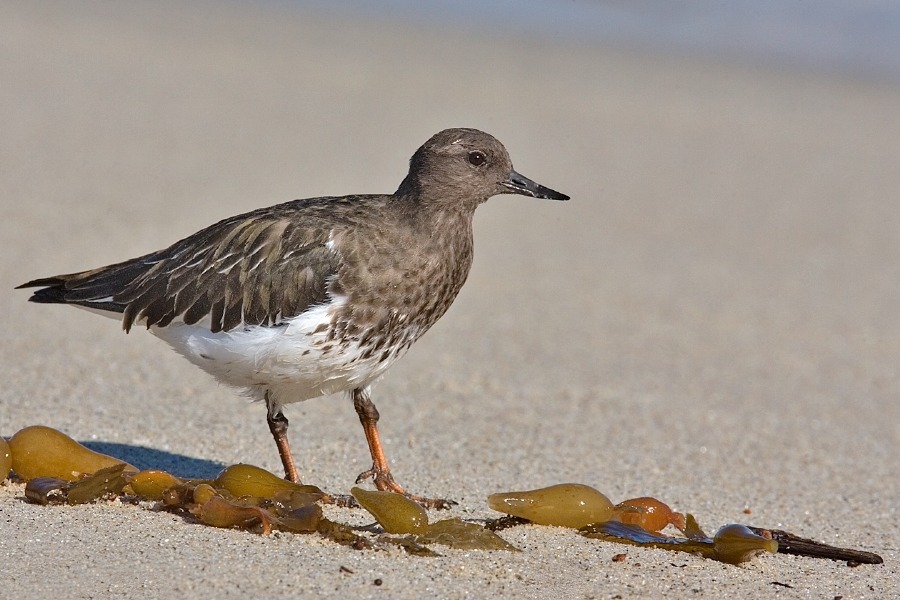 black turnstone