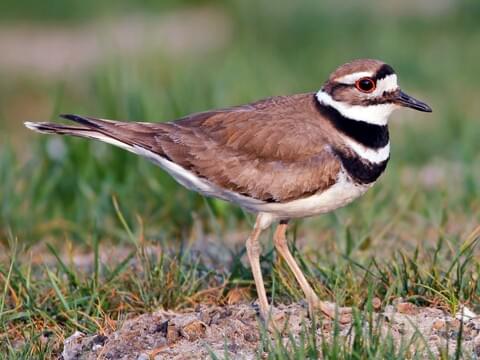 killdeer