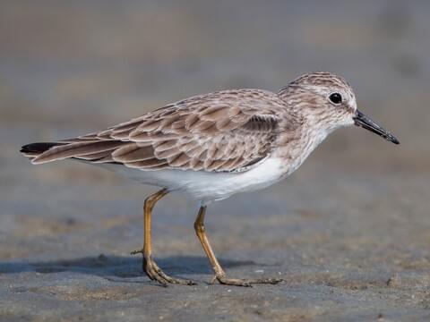 least sandpiper, a family of shorebirds