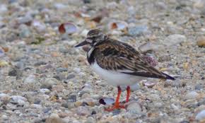 ruddy turnstone, a family of shorebirds