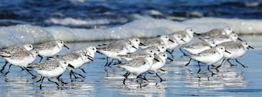 sanderlings, a family of shorebirds