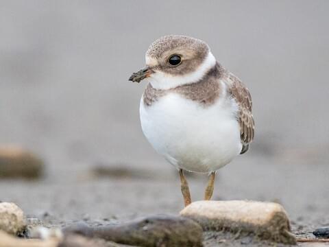 semipalmated plover