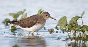 solitary sandpiper