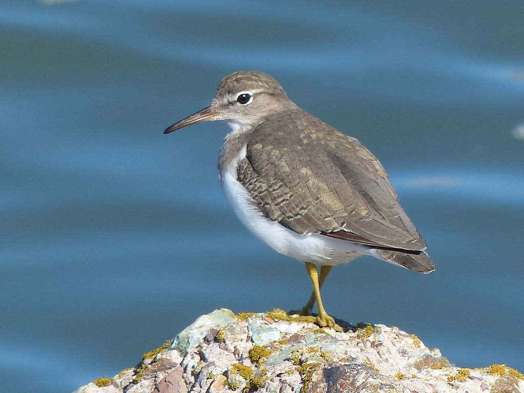 spotted sandpiper