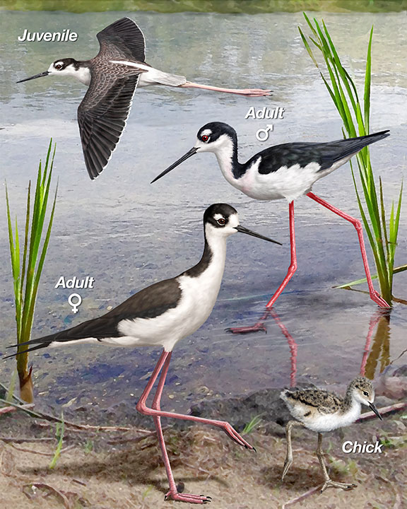 Black Neck Stilts