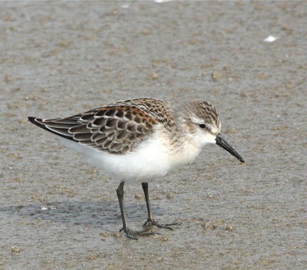 western sandpiper