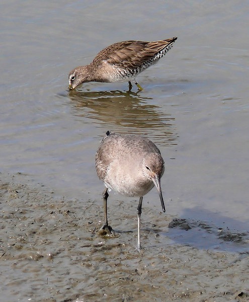 willet and dowitcher, families of shorebirds