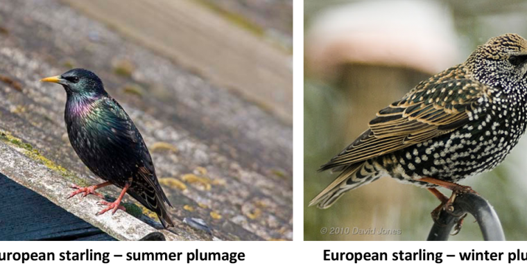 The Rise and the Fall of the European Starling