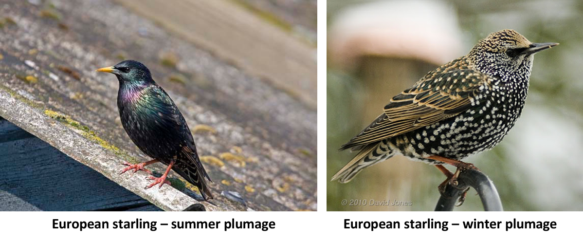 The Rise and the Fall of the European Starling