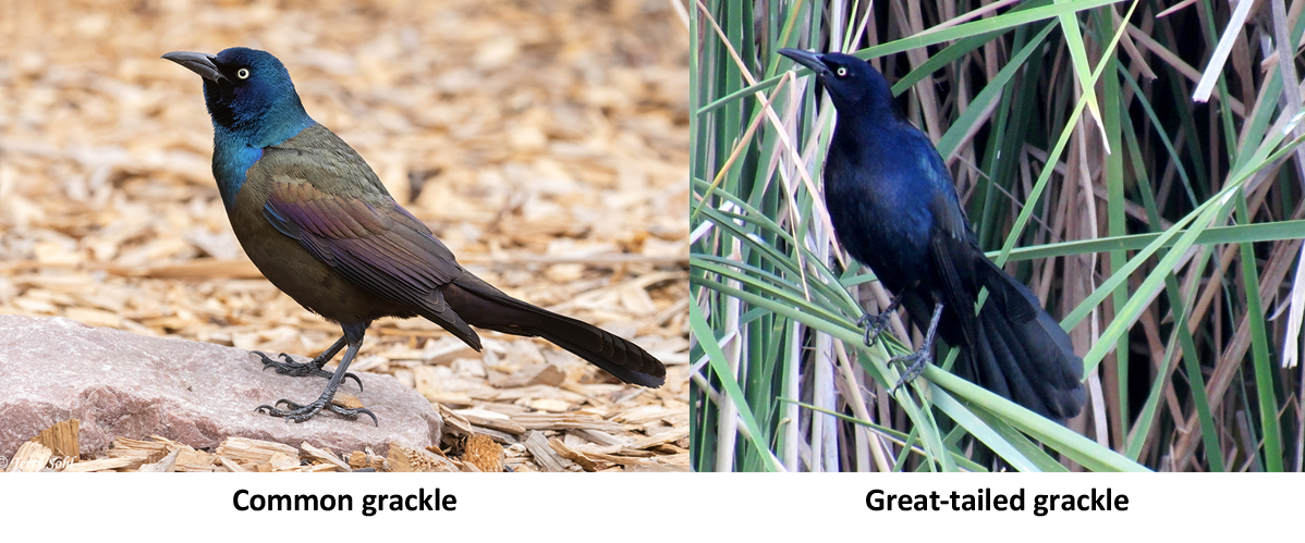 Grackles