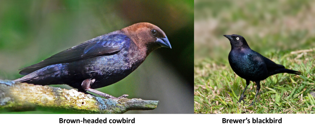 Brown Headed Cowbird