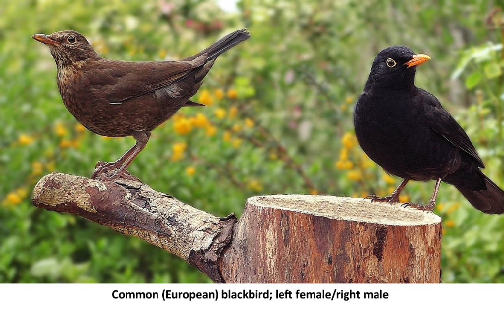 Common European Blackbird