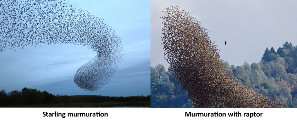 Starling Murmuration