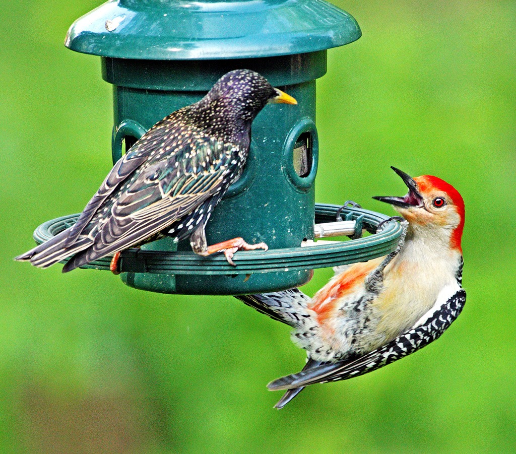 European Starling Aggression