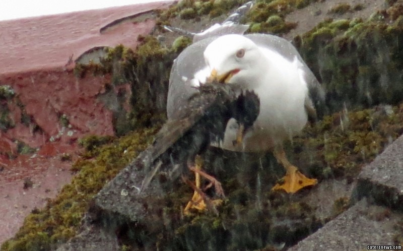 Seagull eating Starling