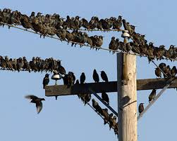 European Starling Roost