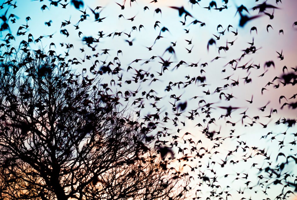 European starlings - invasive species