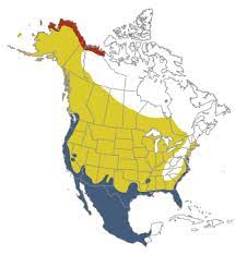 Range Map for long-billed dowitcher